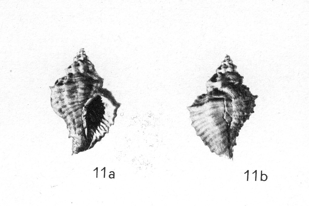 Rio Torsero: Raphitoma sp.